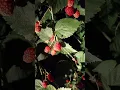 PLANTAŽA KUPINA U PONOĆ