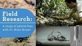 Dr Brian Brown studies the Phorid Flies of Brazil