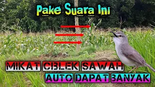 mikat burung ciblek sawah prenjak kelik pake suara ini pasti dapat banyak