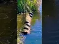 🐢 A dança da tartaruga