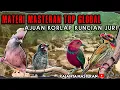 Download Lagu MASTERAN TEMBAKAN KASAR TOP GLOBAL || UNTUK MASTERAN MURAI BATU ,KACER ,CUCAK IJO