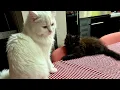 Why Is This 9-Week-Old Kitten Trying to Bury His Food Meet Little Meshki