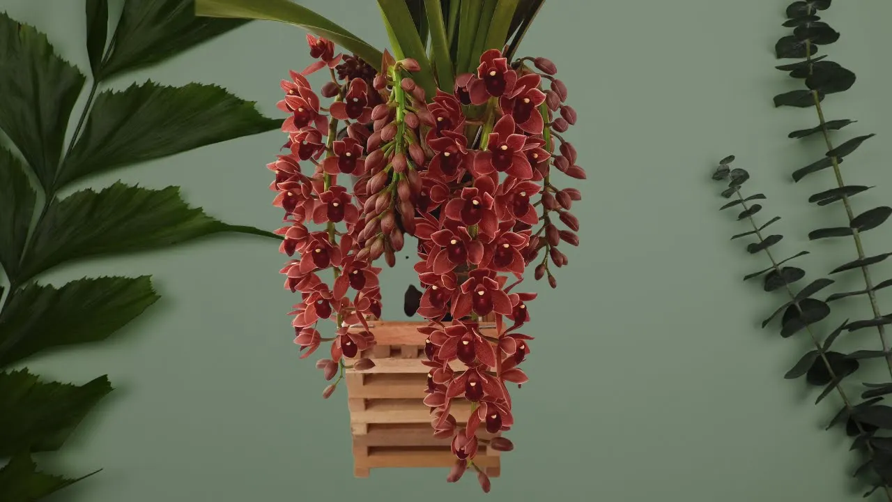 COMO CULTIVAR ORQUÍDEA CYMBIDIUM WWW.ORQUIDARIO4E.COM.BR
