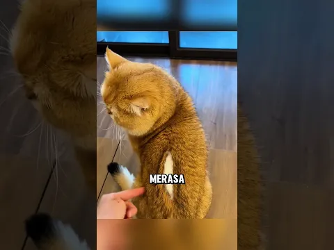 Kucing ini membuat pemiliknya kawatir setengah mati 😂