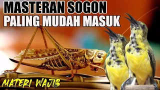 masteran sogon paling mudah masuk