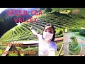 Download Lagu Green tea valley | exploreKorea | Jeollanamdo |