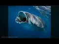 Relaxing Facts About Sinking Into the Deep Ocean to Fall Asleep To