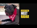 Meet Radar Adoptable Rescue Dog TLRD Virtual Adoption