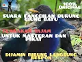 Download Lagu SUARA PANGGILAN BURUNG CIUNG BATU