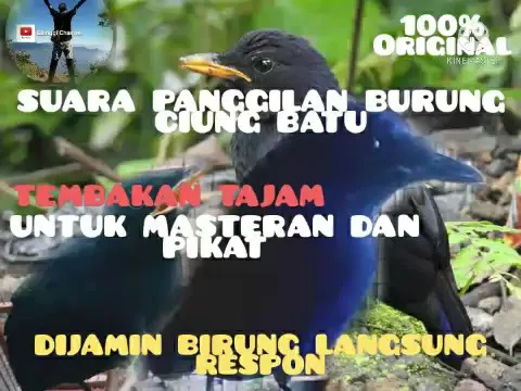 Download MP3 SUARA PANGGILAN BURUNG CIUNG BATU