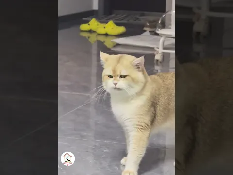 Latest Funny Cats Shorts To Make Your Day Funny Cats Videos 😺😂😂 -EPS1360 #funnycatsvideos