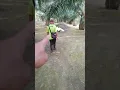 Lagu Kebun sawit paling bersih jarum pun kelihatan!! kita coba lihat juga pupuknya