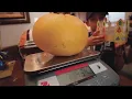 Worlds Largest Grapefruit