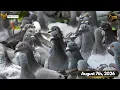Florida Pigeon Derby August 7th 2026 Update
