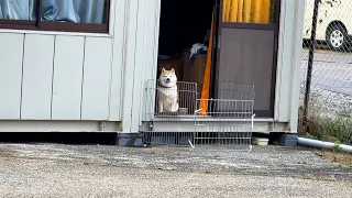 遠くにいる家族を見つけた柴犬