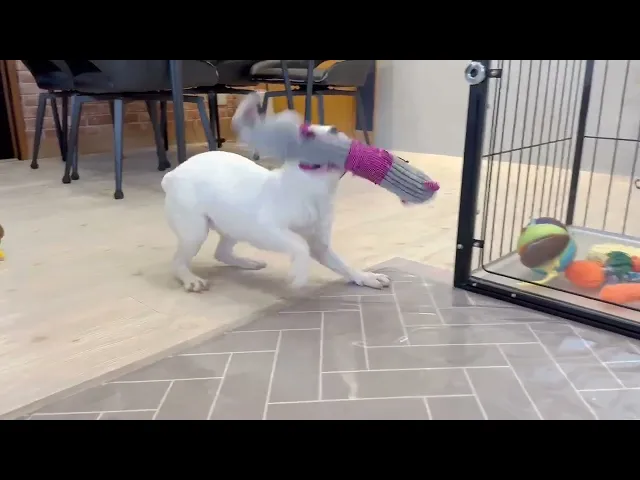 動画