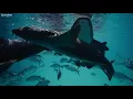 12 Hours of Stunning Aquarium Relax Music, Beautiful Aquarium Coral Reef Fish, Relaxing Ocean Fish