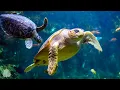 12 Hours of Stunning Aquarium Relax Music Beautiful Aquarium Coral Reef Fish Relaxing Ocean Fish
