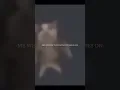Download Lagu Cats sped up is very stimmy #shorts #cats #thelivingtombstone #song #music #stim #meow