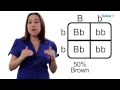 Learn Biology How to Draw a Punnett Square