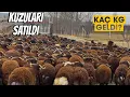 KUZULAR SATILDI | ÜRETİCİLER İÇİN ZOR SENE 