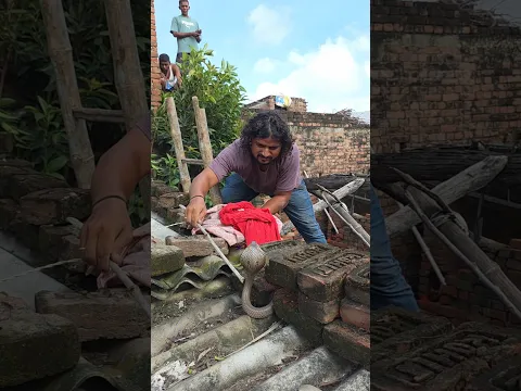 #viral बहुत कठिनाई से गेहूँवन सांप को निकाल दिया अदभुत दृश्य बिहार का रेस्क्यूअर कर दिया😱7488491842