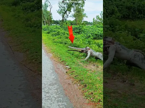 Mysterious Creature Suddenly Scares Every Animal! 😱 #shorts #facts