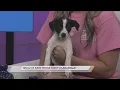 SPCA of East Texas Meet Clarabelle