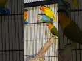 Download Lagu colour love bird #music #birds #talkingparot #nonstoptalkingparrot #parrot #youtubeshorts