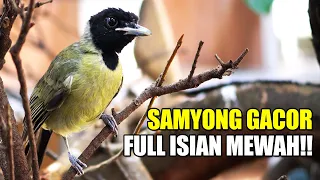 kicau burung samyong gacor full isian mewah dan tembakan suara keras di kandang aviary sederhana