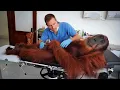 Download Lagu Animals Who Totally Distract Vets During Checkups! 🤣 Funniest ANIMAL Videos