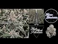 HONEST Frozen Blueberries by Highmark Provisions - Strain Review