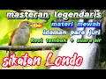 Download Lagu Sikatan Londo ‼️ Burung Masteran Mewah Idaman para Juri  #sikatanlondo #masteranburung #nightingale
