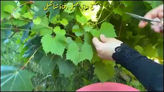 من الشجره للطبخ دولمه ورق عنب مع تتبيله دجاج تخلي اللحم يذوب اتمنى تجربوها احبتي مطبخ شاي مهيل