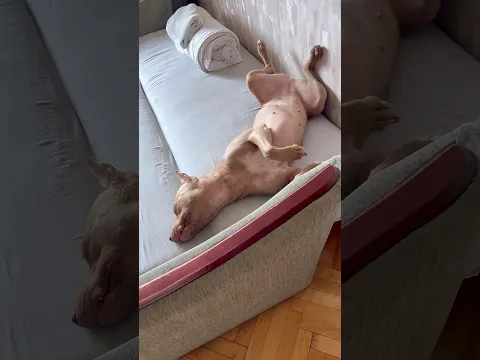 Ещё один день жизни Димы с Джиной #питбульджина #funnydogs #dogdad #shorts
