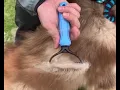 Pet knot comb