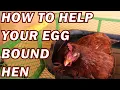How to care for your egg bound hen