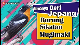 Download Burung Sikatan Mugimaki | Burung Migran yg Tampilannya seperti murai batu! MP3