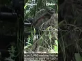 Download Lagu SHORTS | Pasangan penembak jitu berat Brigade Marinir Armada Pasifik AL Rusia Beraksi di Ukraina