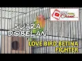 Lagu suara dobelan lovebird betina // LOVE BIRD FIGHTER KELUAR SUARA DOBELAN