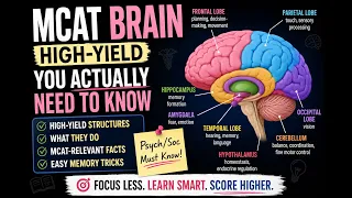 MCAT Brain Anatomy What You ACTUALLY Need to Know