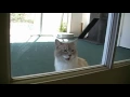Talking Kitty Cat 21 - Free Dog