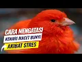 Download Lagu Mengatasi Kenari macet bunyi akibat stres paling ampuh !!!