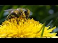 How high pollen count is linked to climate change