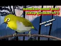 Lagu Suara Burung Pleci Gacor, Memancing Lawan Emosi || Pancingan Pleci Bustomi Gacor (terbaru)