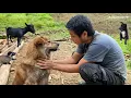Download Lagu The man takes care of his pets and builds a house for himself in the jungle in northern Vietnam.