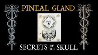 Pineal Gland: Secrets of the Skull