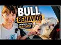 Answering Your Biggest Questions About Bulls
