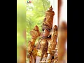 Download Lagu namo namo sri namo namo sri narayana whatsapp status