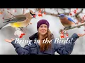 Attract MORE Birds BERRY-Producing Shrubs They LOVE